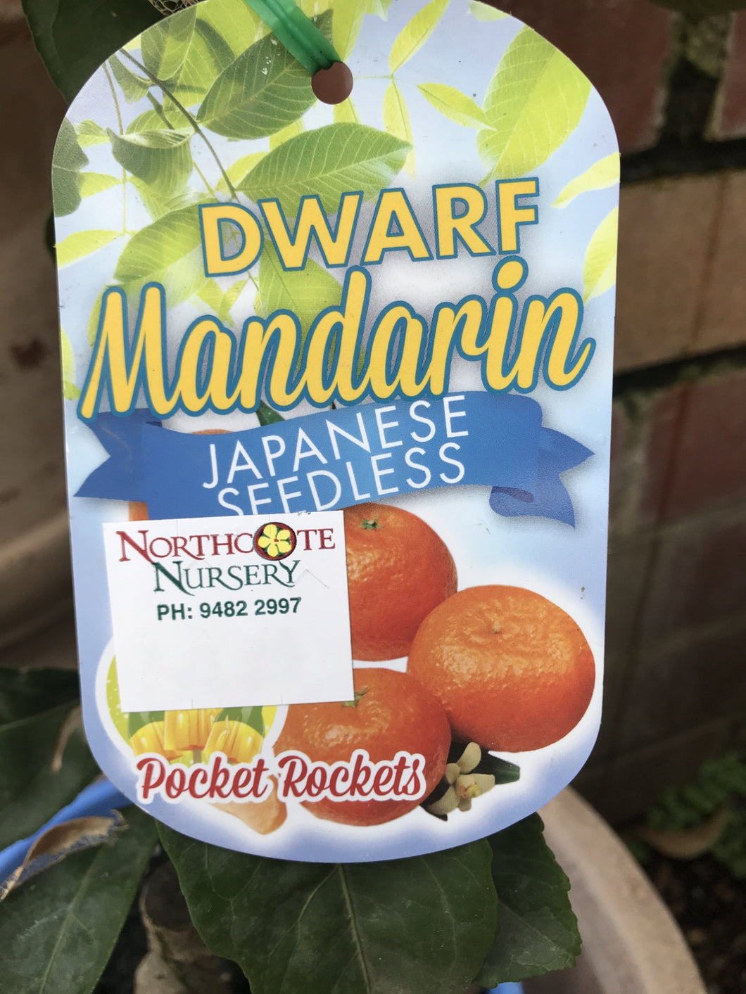 Dwarf Mandarin 'Japanese Seedless'