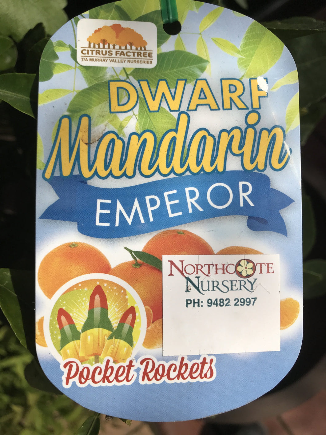 Dwarf Mandarin 'Emperor'