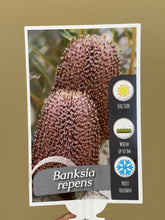 Load image into Gallery viewer, Banksia repens
