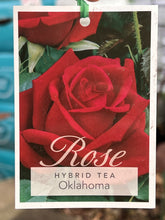 Load image into Gallery viewer, Rose - Hybrid Tea &#39;Oklahoma&#39;
