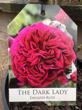 Load image into Gallery viewer, Rose &#39;The Dark Lady&#39;

