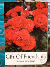 Load image into Gallery viewer, Rose - Floribunda &#39;Gift of Friendship&#39;
