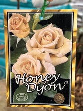 Load image into Gallery viewer, Rose - Hybrid Tea &#39;Honey Dijon&#39;
