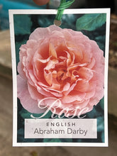 Load image into Gallery viewer, Rose - David Austin &#39;Abraham Darby&#39;

