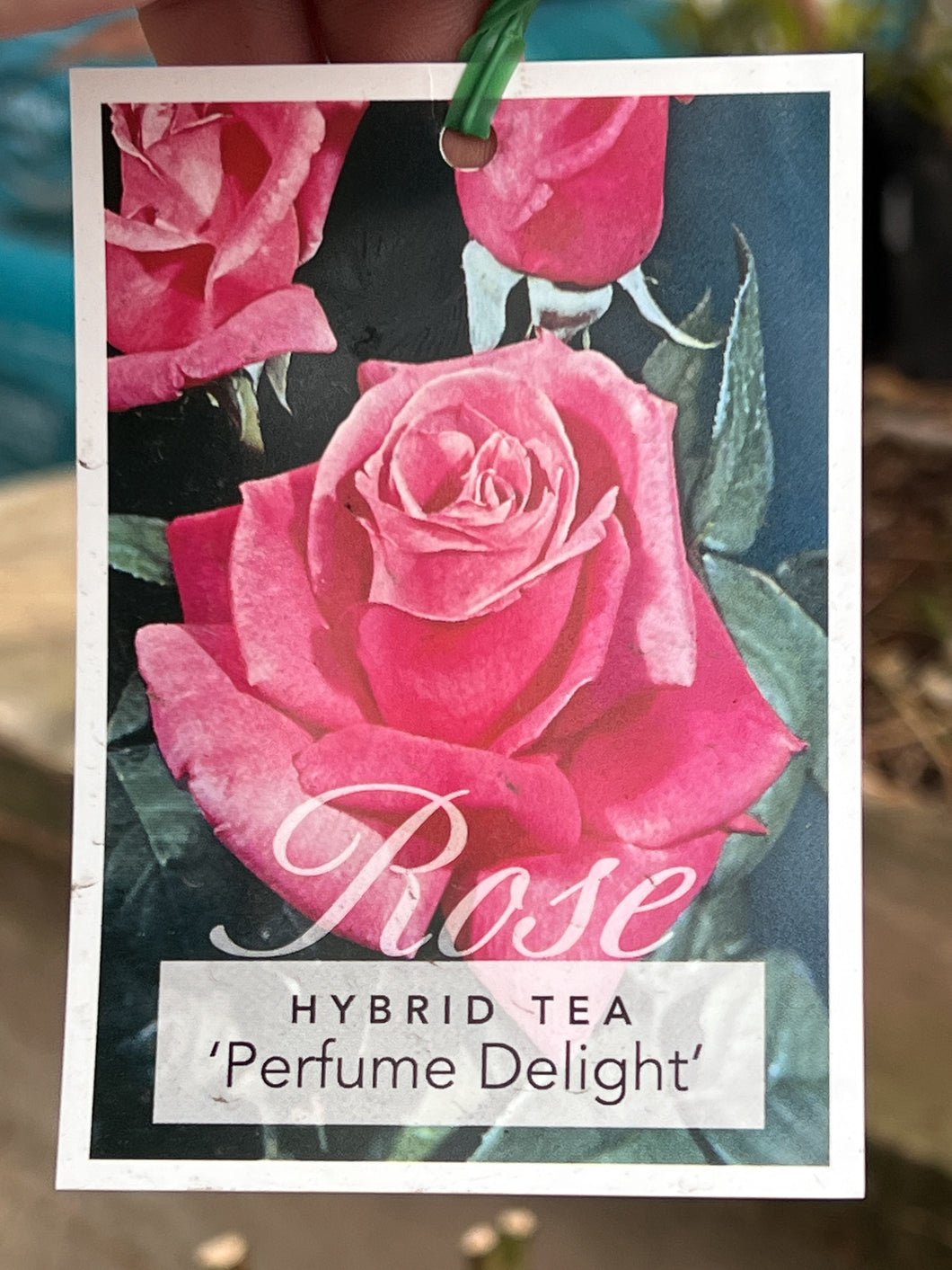 Rose - Hybrid Tea 'Perfume Delight'