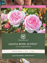 Load image into Gallery viewer, Rose - David Austin &#39;Olivia&#39;

