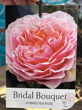 Load image into Gallery viewer, Rose - Hybrid Tea &#39;Bridal Bouquet&#39;
