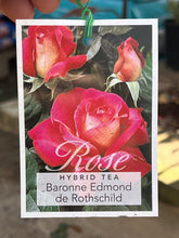 Load image into Gallery viewer, Rose - Hybrid Tea &#39;Baronne de Rothschild&#39;
