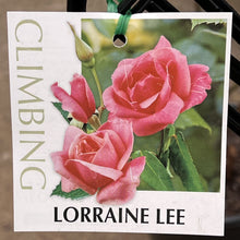 Load image into Gallery viewer, Rose - Climbing &#39;Lorraine Lee&#39;
