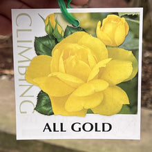 Load image into Gallery viewer, Rose - Climbing &#39;All Gold&#39;
