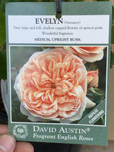 Load image into Gallery viewer, Rose - David Austin &#39;Evelyn&#39;
