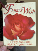 Load image into Gallery viewer, Rose &#39;Fiona&#39;s Wish&#39;
