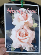 Load image into Gallery viewer, Rose - Hybrid Tea &#39;Heaven Scent&#39;
