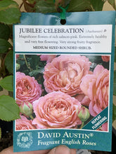Load image into Gallery viewer, Rose - David Austin &#39;Jubilee Celebration&#39;
