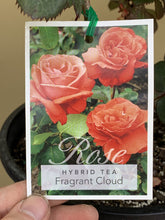 Load image into Gallery viewer, Rose - Hybrid Tea &#39;Fragrant Cloud&#39;

