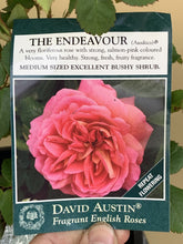 Load image into Gallery viewer, Rose - David Austin &#39;The Endeavour&#39;
