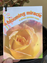 Load image into Gallery viewer, Rose &#39;Blooming Miracle&#39;
