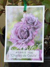 Load image into Gallery viewer, Rose - Hybrid Tea &#39;Charles de Gaulle&#39;
