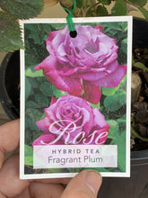 Load image into Gallery viewer, Rose - Hybrid Tea &#39;Fragrant Plum&#39;
