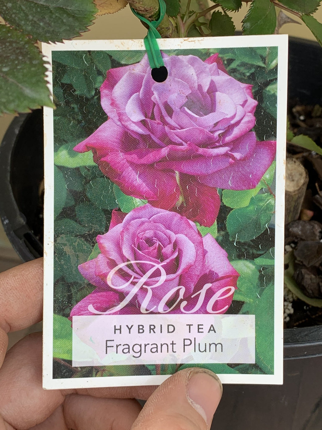 Rose - Hybrid Tea 'Fragrant Plum'