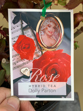 Load image into Gallery viewer, Rose - Hybrid Tea &#39;Dolly Parton&#39;

