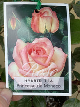 Load image into Gallery viewer, Rose - Hybrid Tea &#39;Princesse de Monaco&#39;
