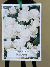 Load image into Gallery viewer, Rose - Climbing  &#39;Iceberg&#39;
