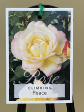 Load image into Gallery viewer, Rose - Climbing &#39;Peace&#39;
