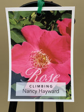 Load image into Gallery viewer, Rose - Climbing &#39;Nancy Hayward&#39;
