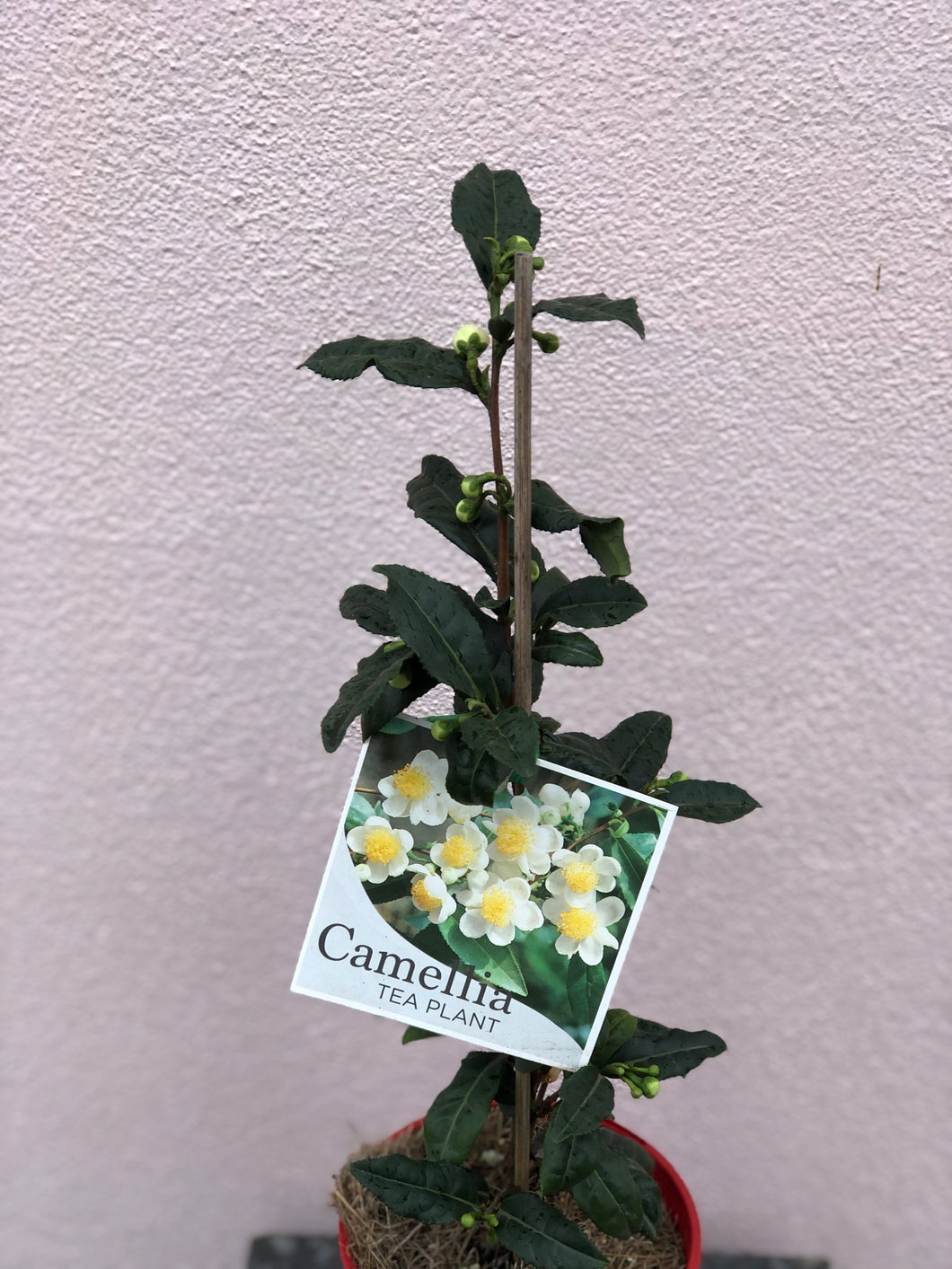Camellia sinensis ‘Tea Plant’