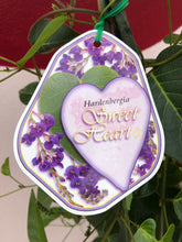 Load image into Gallery viewer, Hardenbergia &#39;Sweet Heart&#39;
