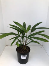Load image into Gallery viewer, Rhapis excelsa &#39;Lady finger palm&#39;
