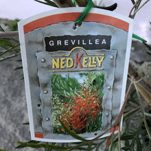 Load image into Gallery viewer, Grevillea &#39;Ned Kelly&#39;

