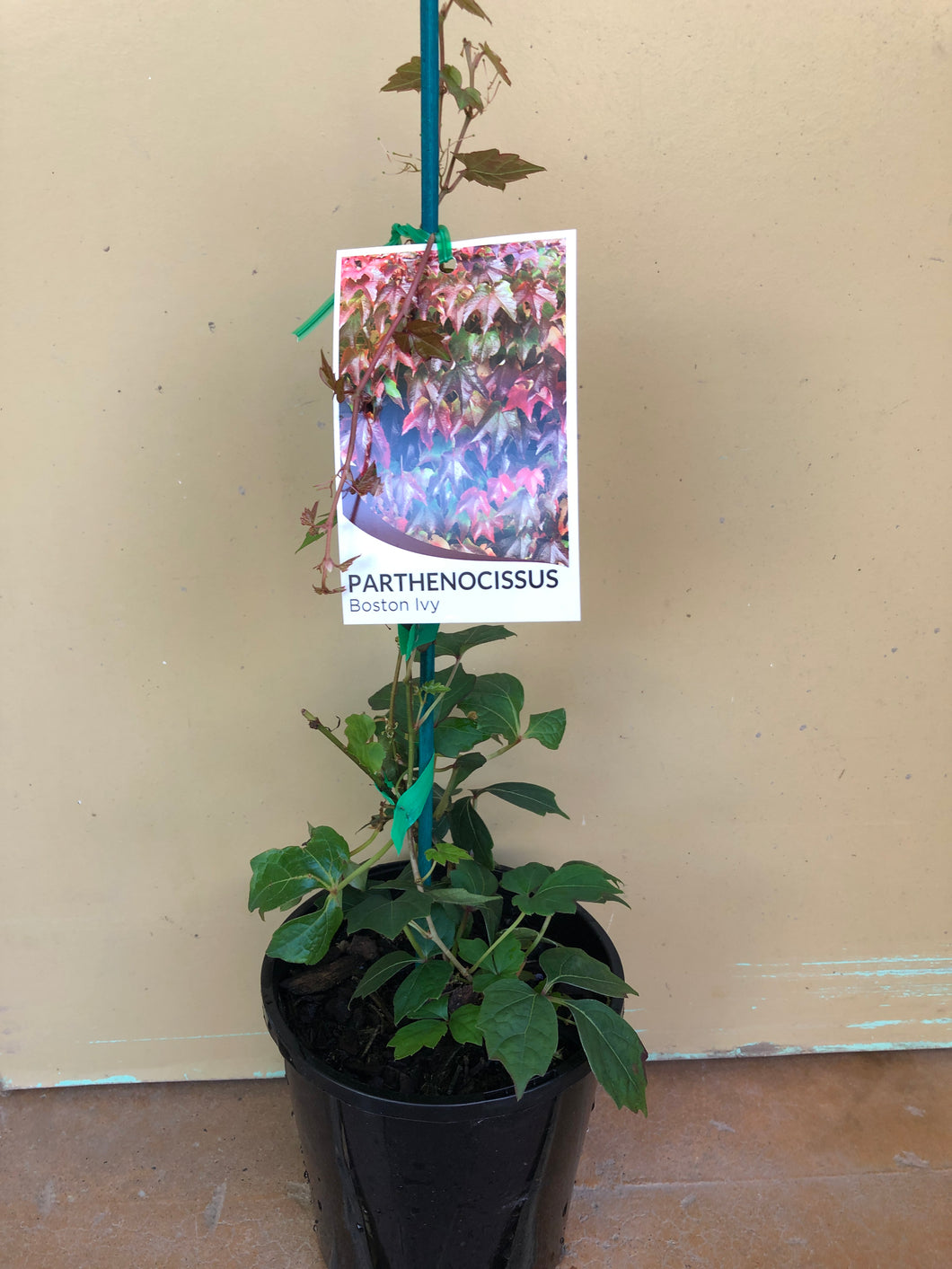 Parthenocissus tricuspidata ‘Boston Ivy’