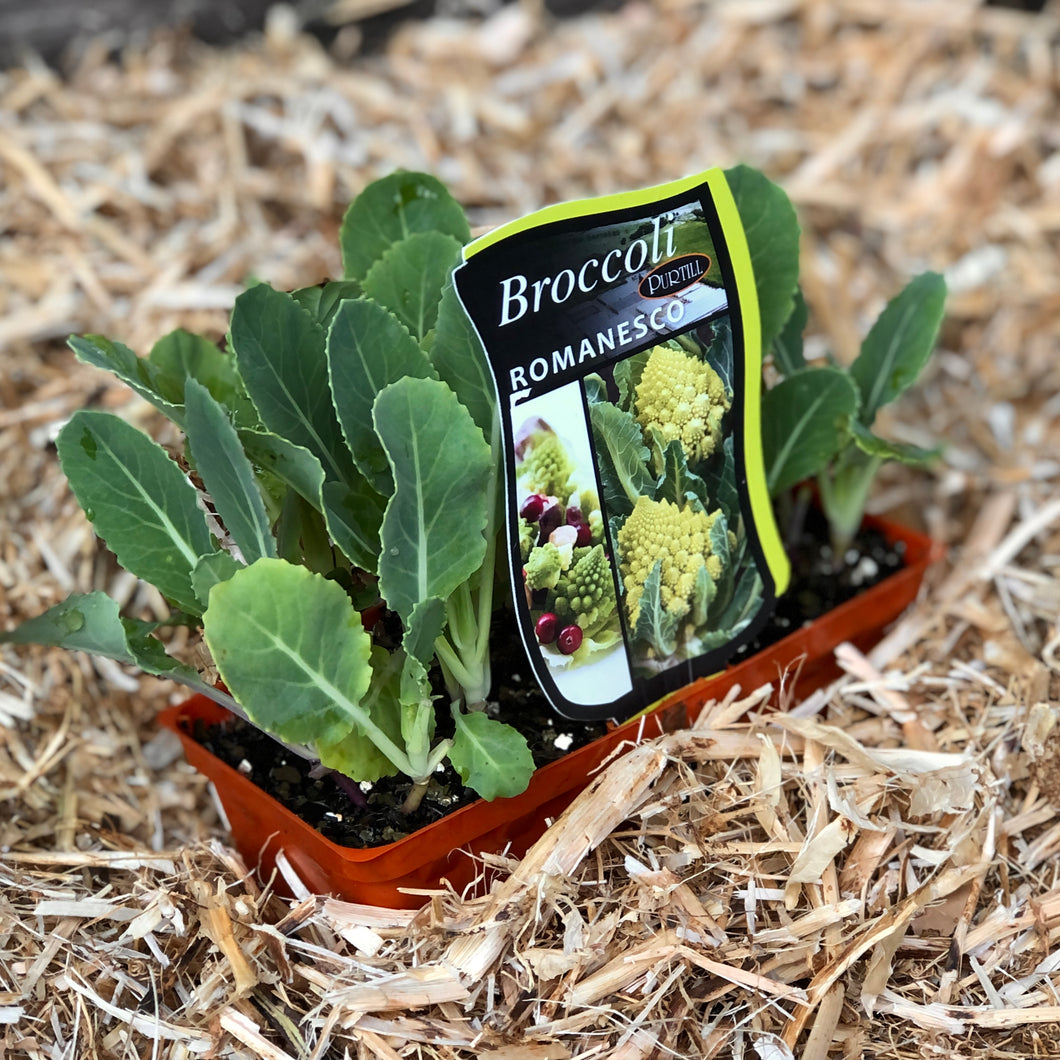 Broccoli 'Romanesco'