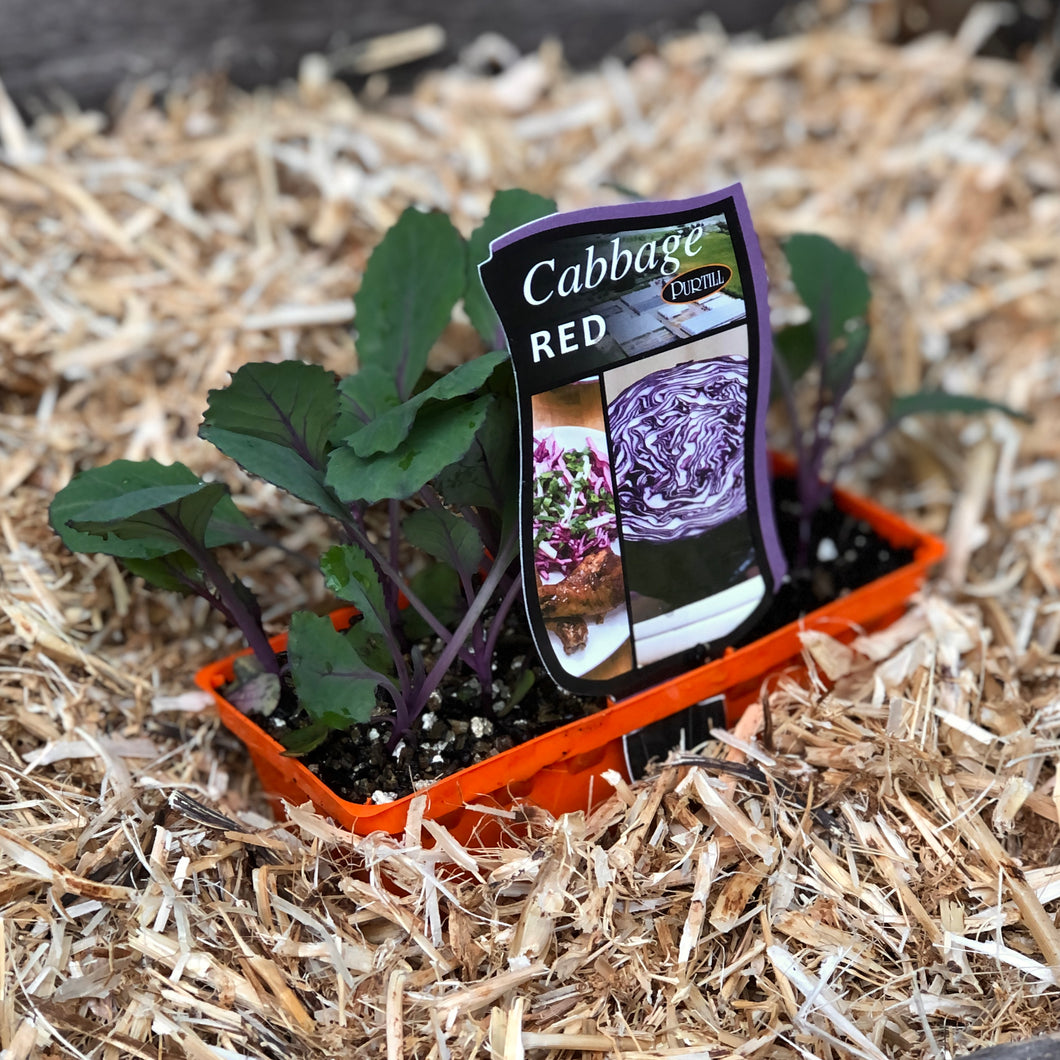 Cabbage ‘Red’