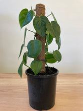 Load image into Gallery viewer, Philodendron cordatum
