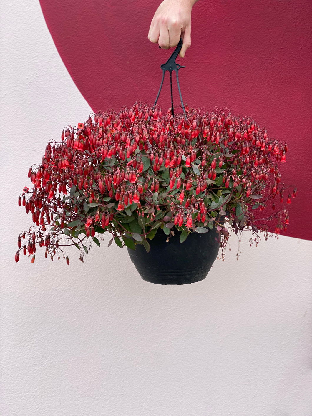 Kalanchoe 'Freedom Bells' Red