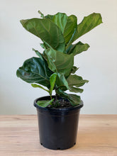 Load image into Gallery viewer, Ficus lyrata
