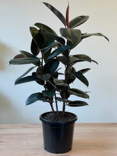 Load image into Gallery viewer, Ficus elastica &#39;Burgundy&#39;
