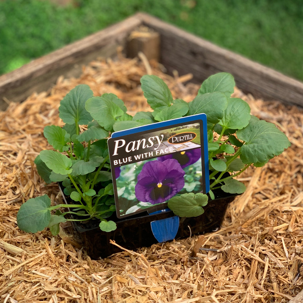 Pansy 'Blue with Face'