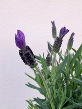 Load image into Gallery viewer, Lavender &#39;Avonview&#39;

