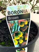 Load image into Gallery viewer, Boronia megastigma ‘Brown’

