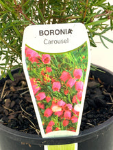 Load image into Gallery viewer, Boronia ‘Carousel’
