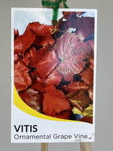 Load image into Gallery viewer, Vitis vinifera
