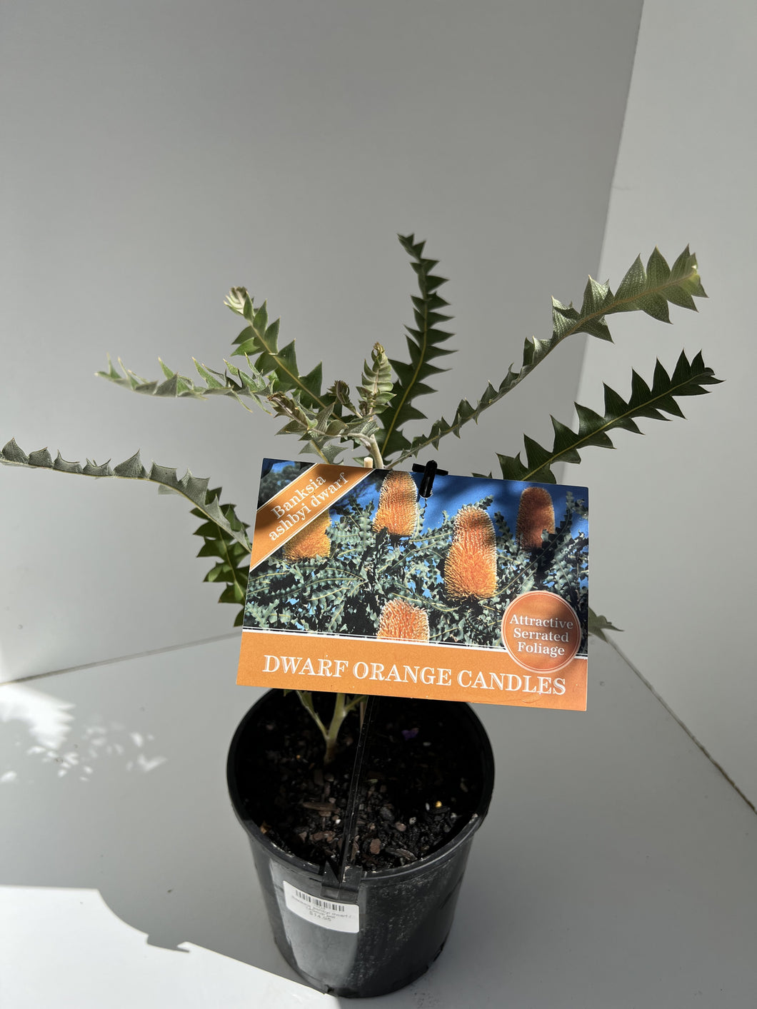 Banksia ashbyi dwarf