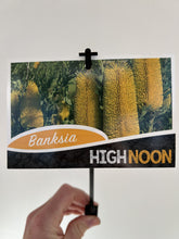 Load image into Gallery viewer, Banksia praemorsa &#39;High Noon&#39;
