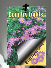 Load image into Gallery viewer, Brachycome multifida &#39;Country Lights&#39;
