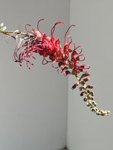 Load image into Gallery viewer, Grevillea &#39;Pick o the Crop&#39;
