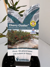 Load image into Gallery viewer, Grevillea &#39;Cherry Cluster&#39;
